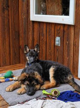 German Shepherd Dog Dogs Available for Adoption in Seattle, Washington - Brock | PetCurious