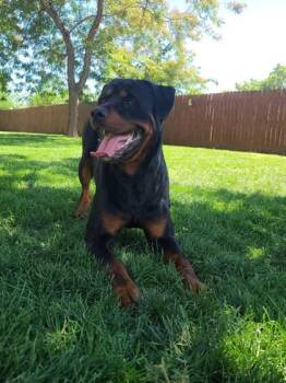 Jolene -  Rottweiler Dog for Adoption in Canon City, Colorado - Jolene | PetCurious