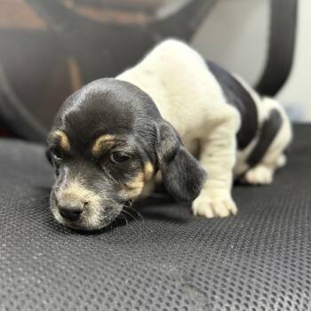Beagle Dogs Available for Adoption in Columbia, South Carolina - Polynesian Sauce | PetCurious