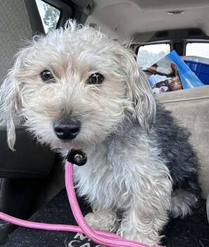 Fonzie -  Yorkshire Terrier and Mixed Breed Dog for Adoption in Warren, Michigan - Fonzie | PetCurious
