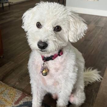Bella (Poodle) -  Poodle and Terrier Dog for Adoption in Sonoma, California - Bella (Poodle) | PetCurious