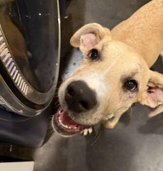 Great Dane Dogs Available for Adoption - Rena | PetCurious