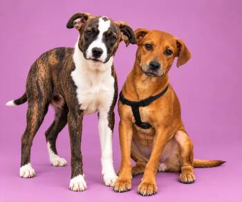 Sugar & Spice -  American Staffordshire Terrier Dog for Adoption in Scottsville, Kentucky - Sugar & Spice | PetCurious