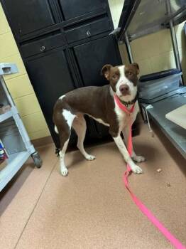 LADY -  Siberian Husky and Pit Bull Terrier Dog for Adoption in Cookeville, Tennessee - LADY | PetCurious