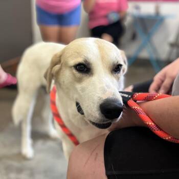 Mixed Breed Dogs Available for Adoption - Maple | PetCurious