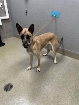 Belgian Shepherd Malinois Dogs Available for Adoption in Las Vegas, Nevada - KYLO REN | PetCurious