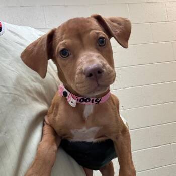 Prada -  Mixed Breed Dog for Adoption in Memphis, Tennessee - Prada | PetCurious