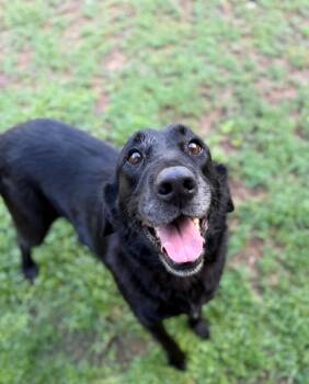 Lucy -  Labrador Retriever Dog for Adoption - Lucy | PetCurious