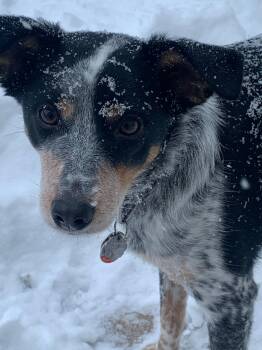 Australian Shepherd and Cattle Dog Dogs Available for Adoption - Scooby Dude | PetCurious
