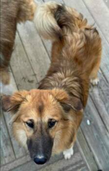 Husky and Norwegian Elkhound Dogs Available for Adoption in Rutherfordton, North Carolina - Karma (Courtesy Post) | PetCurious