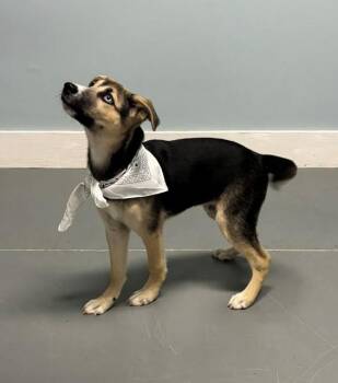 Binx -  Shepherd Dog for Adoption in Hawk Point, Missouri - Binx | PetCurious