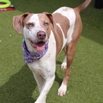 Mixed Breed Dogs Available for Adoption in Athens, Georgia - Lei Lei | PetCurious