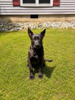 Daisy  -  German Shepherd Dog Dog Available for Adoption in Dahlonega, Georgia - Daisy  | PetCurious