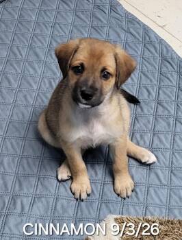 Cinnamon -  Beagle and Labrador Retriever Dog for Adoption in Sarasota, Florida - Cinnamon | PetCurious