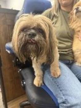 Carl -  Shih Tzu Dog for Adoption in Cashiers, North Carolina - Carl | PetCurious