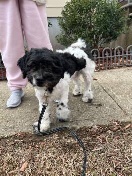 Shih Tzu and Poodle Dogs Available for Adoption in Princeton, Massachusetts - Baxter - CT Local Dog | PetCurious