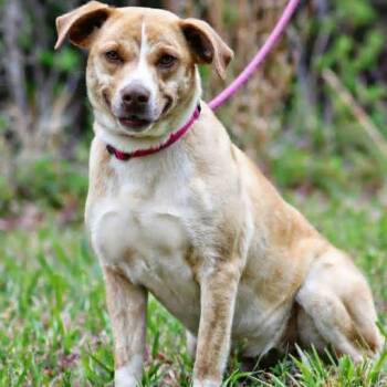 Mixed Breed Dogs Available for Adoption in Rocky Mount, Virginia - Nellie | PetCurious