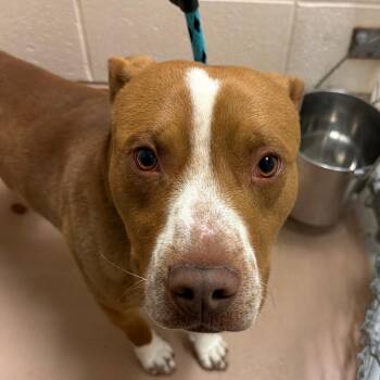 Bishop -  Pit Bull Terrier Dog for Adoption in Reno, Nevada - Bishop | PetCurious