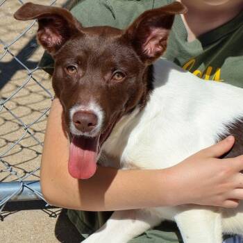 Terrier Dogs Available for Adoption in Hollister, Missouri - Nala | PetCurious