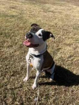 Rescue American Staffordshire Terrier and Pit Bull Terrier Dogs for Adoption in Woodbine, Georgia - Strider | PetCurious
