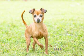 Chihuahua and Mixed Breed Dogs Available for Adoption in Sebastian, Florida - Missy | PetCurious