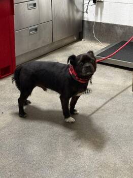 ACE -  Pug and Yorkshire Terrier Dog for Adoption - ACE | PetCurious