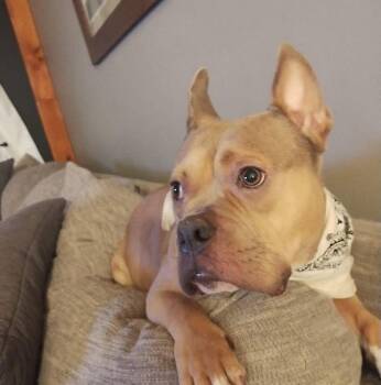 Deuce -  Pit Bull Terrier Dog for Adoption in Tenafly, New Jersey - Deuce | PetCurious