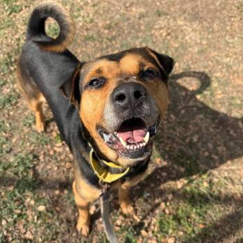 Little Bear -  Labrador Retriever and Rottweiler Dog for Adoption in Austin, Texas - Little Bear | PetCurious