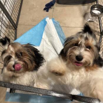 Millie -  Terrier Dog for Adoption in Apple Valley, California - Millie | PetCurious