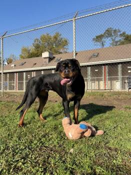 Jordan -  Rottweiler Dog for Adoption in Cranston, Rhode Island - Jordan | PetCurious
