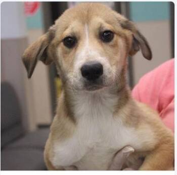 Sunflower -  Mixed Breed Dog for Adoption in West Chester, Pennsylvania - Sunflower | PetCurious