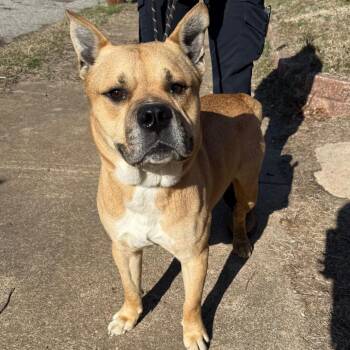 German Shepherd Dog and Mixed Breed Dogs Available for Adoption - Aero | PetCurious