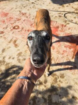 Colten -  Galgo Spanish Greyhound Dog for Adoption in Winter Park, Florida - Colten | PetCurious