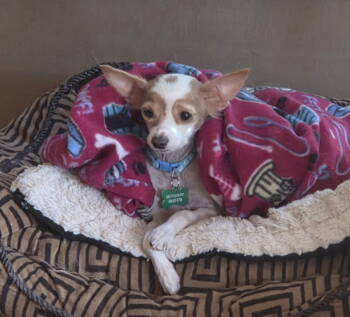 Rescue Chihuahua Dogs for Adoption in Montgomery, Texas - Piper | PetCurious