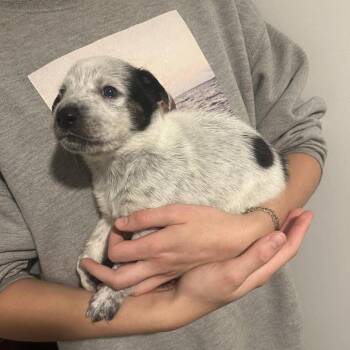 Australian Cattle Dog Blue Heeler and Terrier Dogs Available for Adoption in Austin, Texas - Daphne | PetCurious