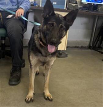 MONICA -  German Shepherd Dog Dog Available for Adoption in Camarillo, California - MONICA | PetCurious