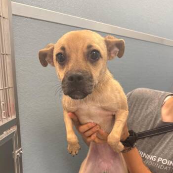 Almond (In Foster to Adopt) -  Mixed Breed Dog for Adoption in Naperville, Illinois - Almond (In Foster To Adopt) | PetCurious