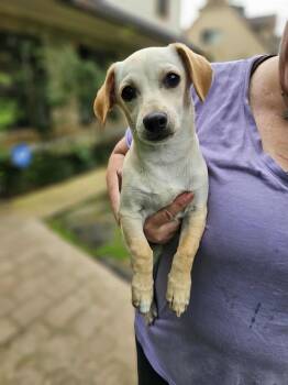 Dachshund and Chihuahua Dogs Available for Adoption in Covington, Washington - Mickey | PetCurious