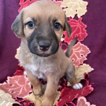 Cinnamon -  Mountain Cur Dog for Adoption in Cartersville, Georgia - Cinnamon | PetCurious