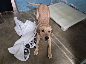 Kali -  Mixed Breed Dog for Adoption in Jefferson, New Jersey - Kali | PetCurious