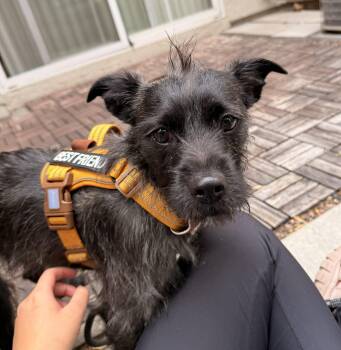 RJ -  Affenpinscher and Miniature Pinscher Dog for Adoption in Lake Forest, California - RJ | PetCurious
