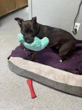 Nevile -  Pit Bull Terrier and Black Labrador Retriever Dog for Adoption in Ellijay, Georgia - Nevile | PetCurious