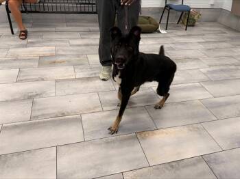 JJ -  German Shepherd Dog Dog for Adoption in Charlotte, North Carolina - JJ | PetCurious