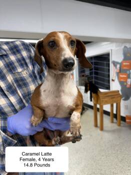 Carmel Latte -  Dachshund Dog for Adoption in Blue Springs, Missouri - Carmel Latte | PetCurious