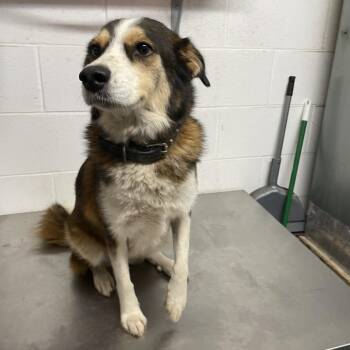 Bella C724 -  Australian Shepherd Dog for Adoption in Allen, Texas - Bella C724 | PetCurious