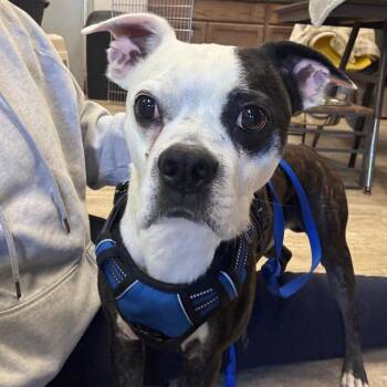 Zipper -  Boston Terrier and Mixed Breed Dog for Adoption in Hinesville, Georgia - Zipper | PetCurious