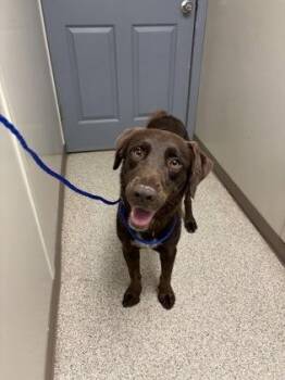 Tobi -  Labrador Retriever and Mixed Breed Dog for Adoption in Conway, Arkansas - Tobi | PetCurious