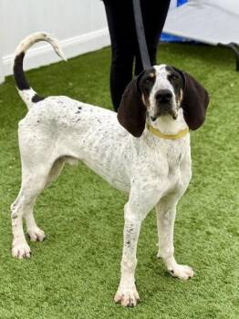 Rescue Treeing Walker Coonhound Dogs for Adoption in Downers Grove, Illinois - Boomhauer | PetCurious