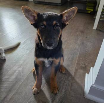 Knickolas Cage -  Australian Cattle Dog Blue Heeler Dog for Adoption in Richmond, Virginia - Knickolas Cage | PetCurious