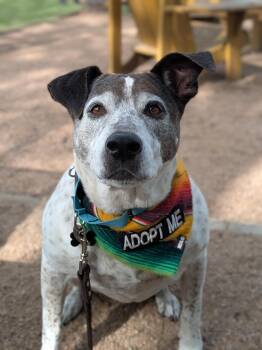 American Bulldog and Pit Bull Terrier Dogs Available for Adoption in Austin, Texas - Beatrice | PetCurious